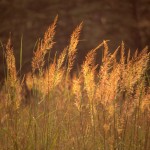 Indian grass Tomahawk (Sorghastrum Nutans) 100 seeds