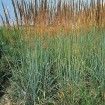 Indian grass Tomahawk (Sorghastrum Nutans) 500 seeds