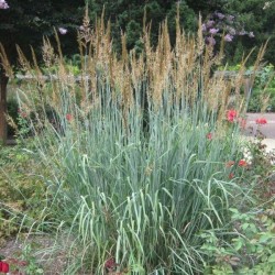 Indian grass Tomahawk (Sorghastrum Nutans) 500 seeds