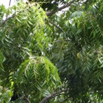 Indian Lilac (Azadirachta Indica) 15 seeds