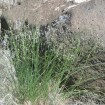 Indian Ricegrass (Oryzopsis Hymenoides) 50 seeds