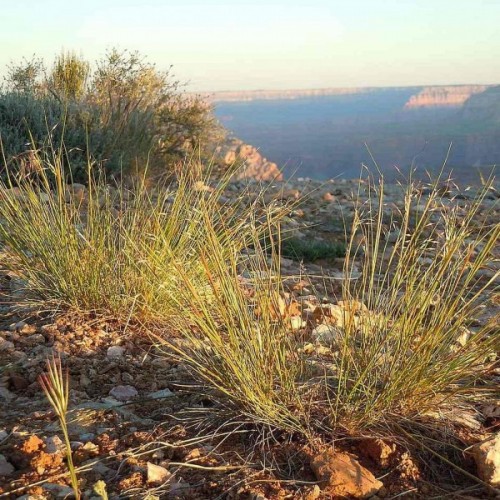 Indian Ricegrass (Oryzopsis Hymenoides) 200 seeds