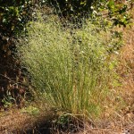 Indian Ricegrass (Oryzopsis Hymenoides) 200 seeds