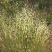 Indian Ricegrass (Oryzopsis Hymenoides) 200 seeds
