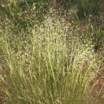 Indian Ricegrass (Oryzopsis Hymenoides) 50 seeds