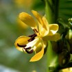 Indian Senna (Cassia Marilandica) 20 seeds