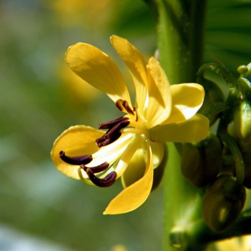 Indian Senna (Cassia Marilandica) 5 seeds