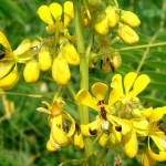 Indian Senna (Cassia Marilandica) 20 seeds