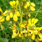 Indian Senna (Cassia Marilandica) 5 seeds