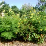 Indian Senna (Cassia Marilandica) 20 seeds