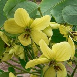 Indian Senna (Cassia Marilandica) 5 seeds