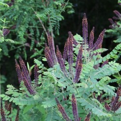 Indigo Bush (Amorpha Fruticosa) 25 seeds