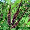 Indigo Bush (Amorpha Fruticosa) 25 seeds