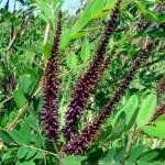 Indigo Bush (Amorpha Fruticosa) 50 seeds