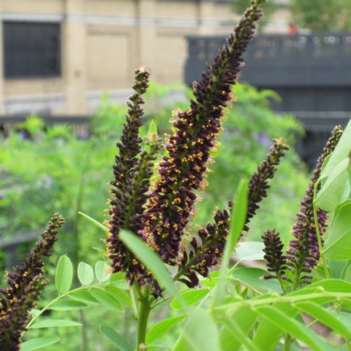 Indigo Bush (Amorpha Fruticosa) 50 seeds