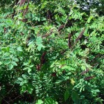 Indigo Bush (Amorpha Fruticosa) 50 seeds
