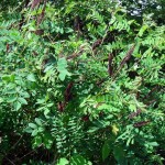 Indigo Bush (Amorpha Fruticosa) 25 seeds