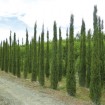 Italian Cypress (Cupressus Sempervirens Stricta) 10 seeds