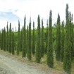 Italian Cypress (Cupressus Sempervirens Stricta) 100 seeds