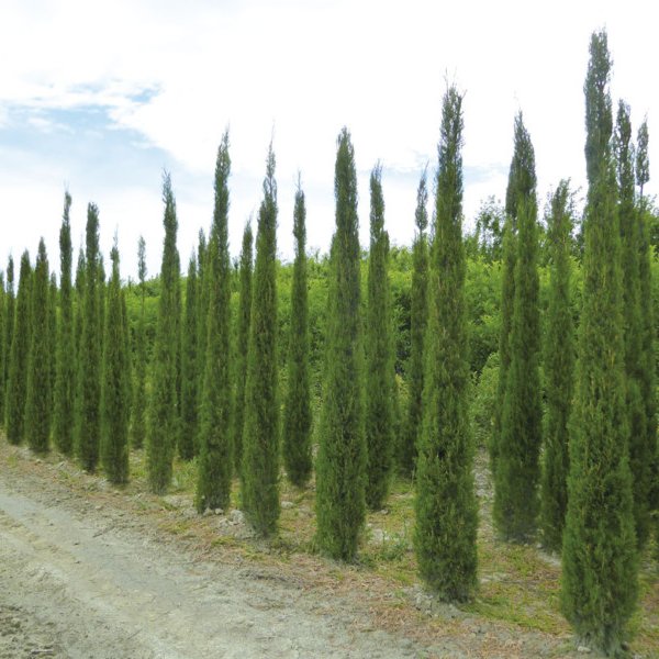 STRICTA variety FRESH Italian Cypress 150 Cupressus Sempervirens seeds 