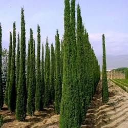 150 FRESH Italian Cypress Cupressus Sempervirens seeds STRICTA variety 