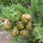 Italian Cypress (Cupressus Sempervirens) 60 seeds