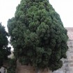 Italian Cypress (Cupressus Sempervirens) 60 seeds