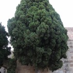 Italian Cypress (Cupressus Sempervirens) 100 seeds