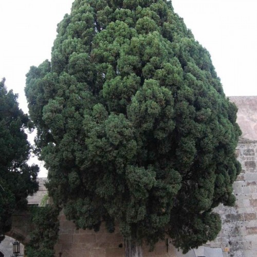 Italian Cypress (Cupressus Sempervirens) 10 seeds