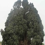 Italian Cypress (Cupressus Sempervirens) 100 seeds