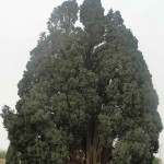 Italian Cypress (Cupressus Sempervirens) 30 seeds