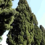 Italian Cypress (Cupressus Sempervirens) 10 seeds