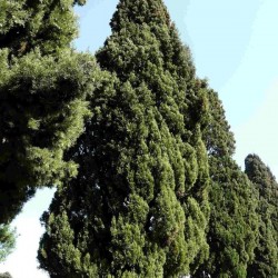 Italian Cypress (Cupressus Sempervirens) 100 seeds