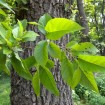 Japanese Alder (Alnus Japonica) 60 seeds