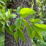 Japanese Alder (Alnus Japonica) 50 seeds