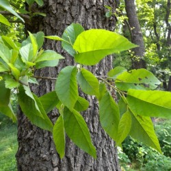 Japanese Alder (Alnus Japonica) 25 seeds