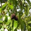 Japanese Alder (Alnus Japonica) 15 seeds