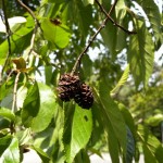 Japanese Alder (Alnus Japonica) 25 seeds