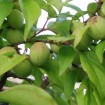 Japanese Apricot (Prunus Mume) 3 seeds
