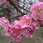 Japanese Apricot (Prunus Mume) 6 seeds