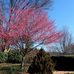 Japanese Apricot (Prunus Mume) 6 seeds