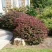 Japanese Barberry (Berberis Thunbergii Atropurpurea) 10 seeds