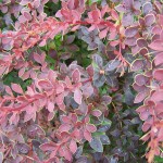 Japanese Barberry (Berberis Thunbergii Atropurpurea) 25 seeds