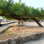 Japanese Black Pine (Pinus Thunbergii) 30 seeds