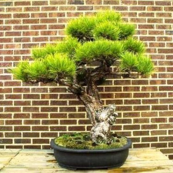 Japanese black pine,bonsai seeds  C 10 seeds of  Pinus Thunbergii