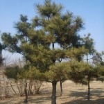 Japanese Black Pine (Pinus Thunbergii) 5 seeds