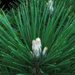 Japanese Black Pine (Pinus Thunbergii) 5 seeds