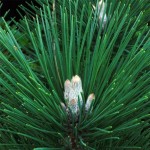 Japanese Black Pine (Pinus Thunbergii) 5 seeds