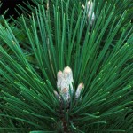 Japanese Black Pine (Pinus Thunbergii) 30 seeds