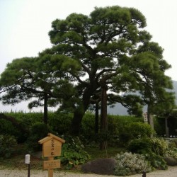 matsu tree